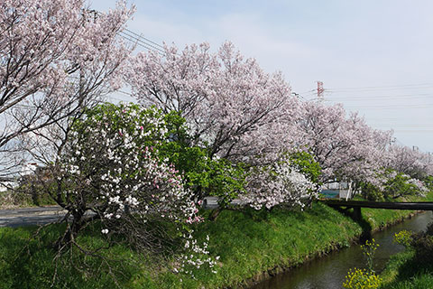 渋田川沿いの桜の様子