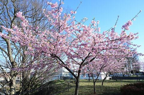 丸山城址公園の河津桜様子2