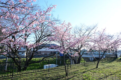 丸山城址公園の河津桜様子3