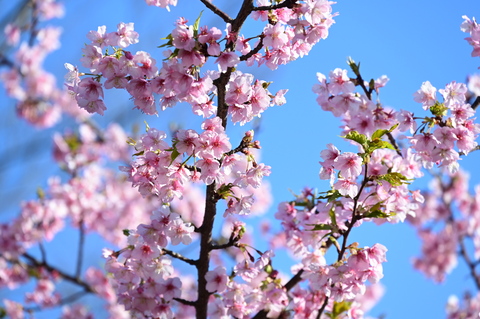 丸山城址公園の河津桜様子1