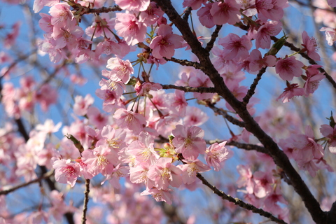 丸山城址公園の河津桜様子4