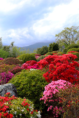 杉山土建ツツジ園の様子2