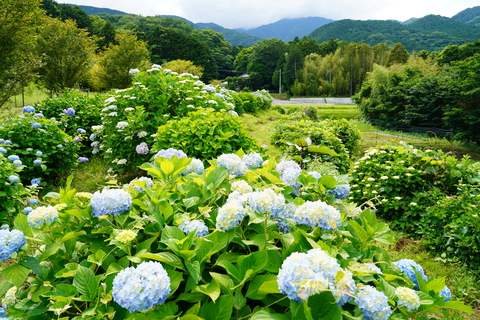 日陰道のアジサイの様子の画像2