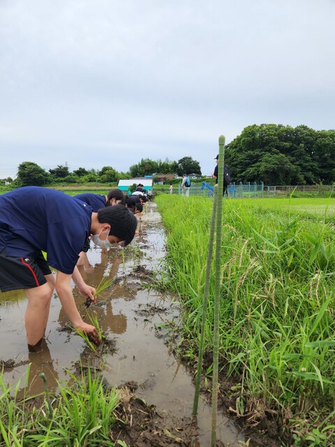 向上高等学校の田植えの様子の画像3