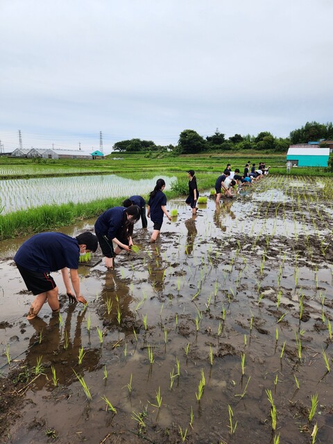 向上高等学校の田植えの様子の画像4