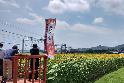 串橋地区のヒマワリ畑の様子4