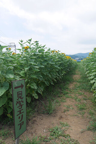 串橋地区のヒマワリ畑の様子5