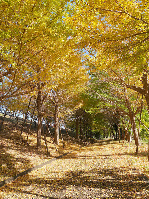 総合運動公園のイチョウの画像2