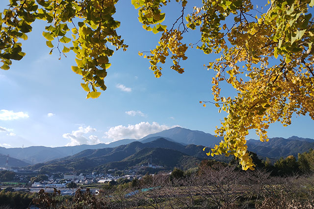 総合運動公園のイチョウの画像3