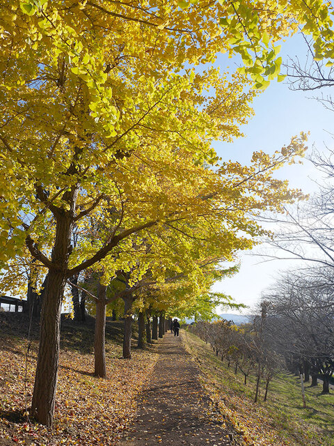 総合運動公園のイチョウの画像4
