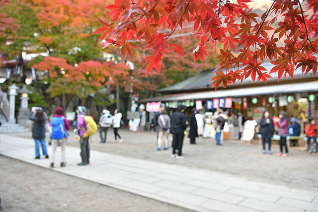 大山紅葉ライトアップの様子3