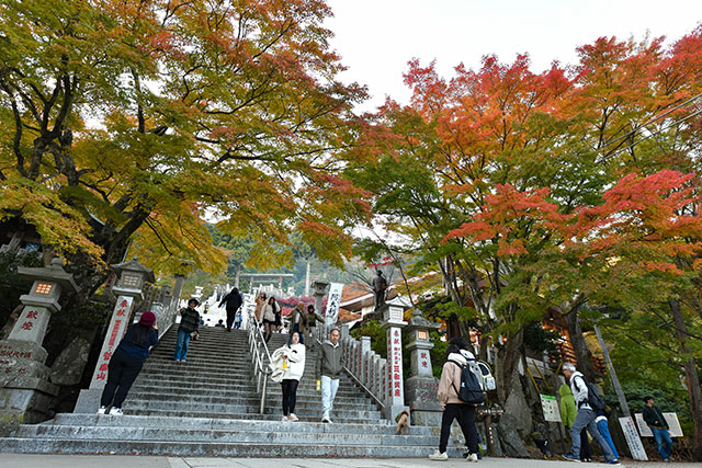 大山紅葉ライトアップの様子4