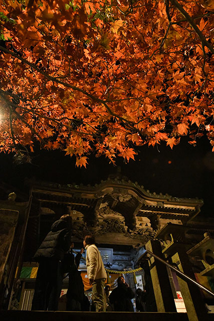 大山紅葉ライトアップの様子5