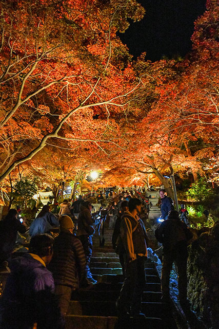 大山紅葉ライトアップの様子8