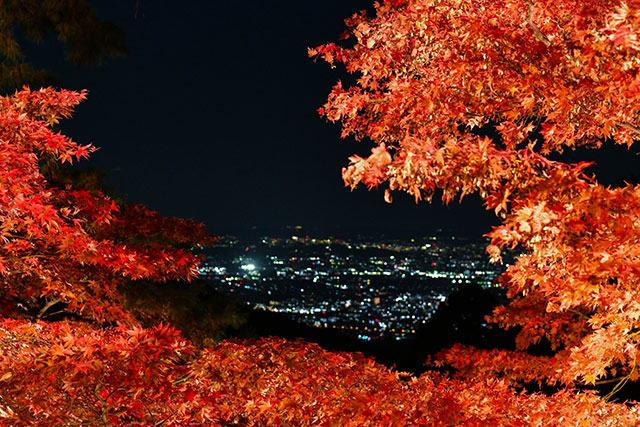 大山紅葉ライトアップの様子7