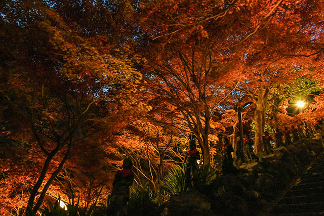 大山紅葉ライトアップの様子6