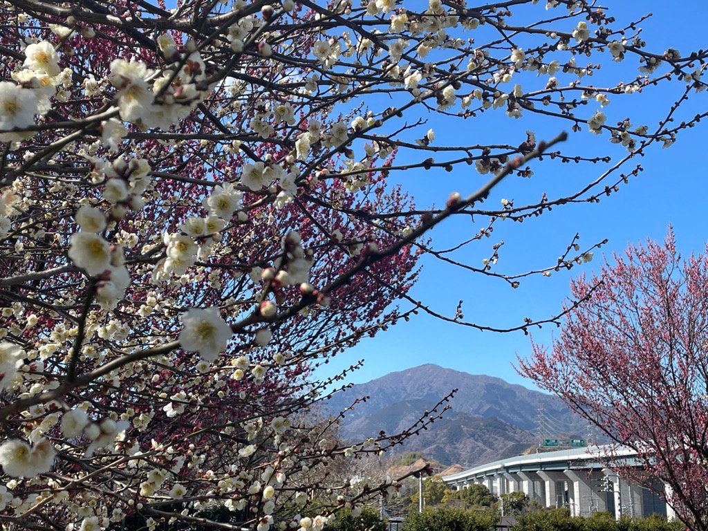 丸山城址公園の梅の花の様子