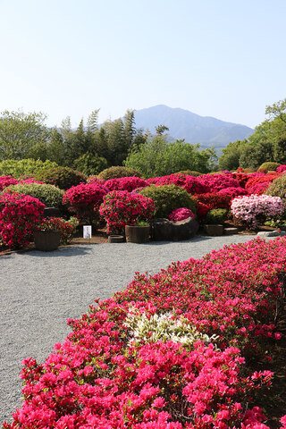 杉山土建の庭で色鮮やかに咲くツツジの様子3