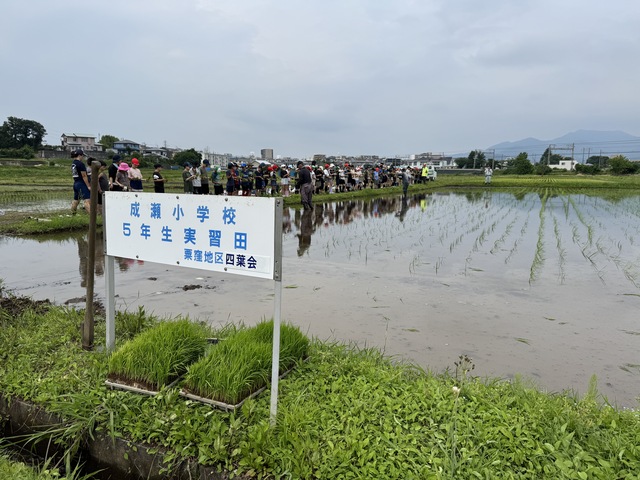 実習田の看板と整列する児童
