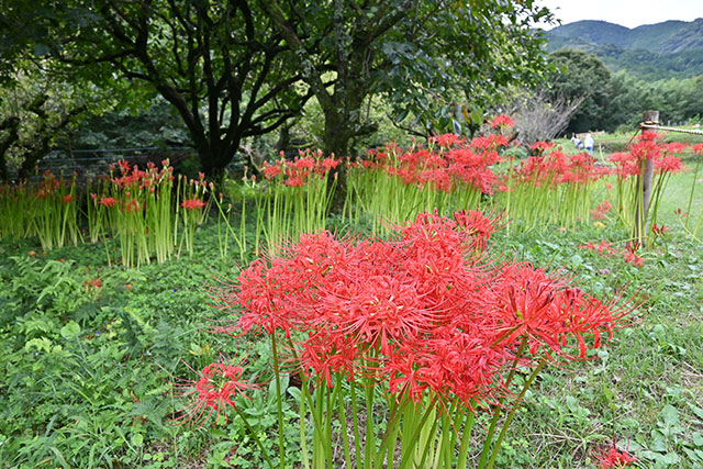 画像：ヒガンバナ日向薬師バス停周辺の様子4