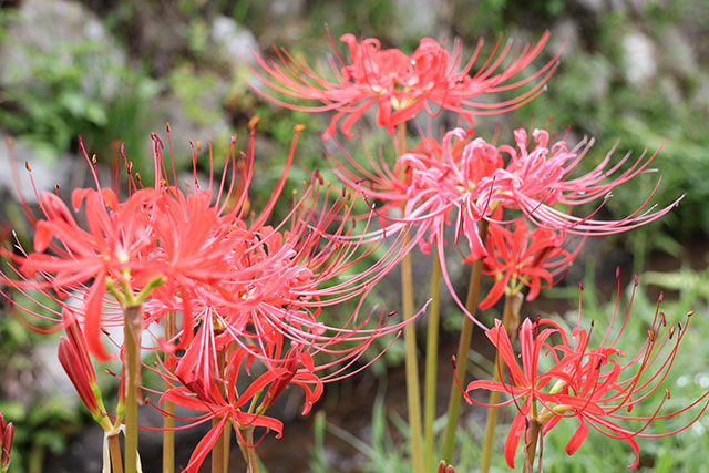 画像：ヒガンバナ日向薬師バス停周辺の様子5