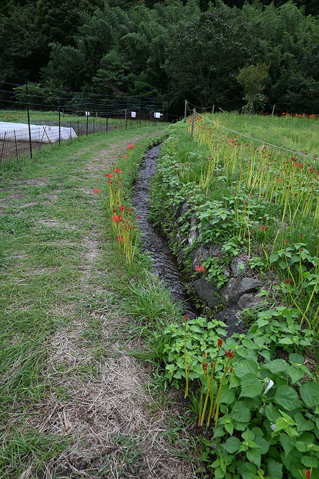 画像：ヒガンバナ日向薬師バス停周辺の様子2