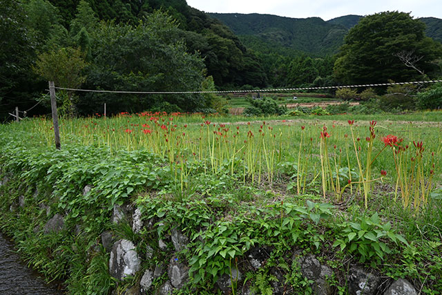 ヒガンバナ日向薬師バス停周辺の様子6