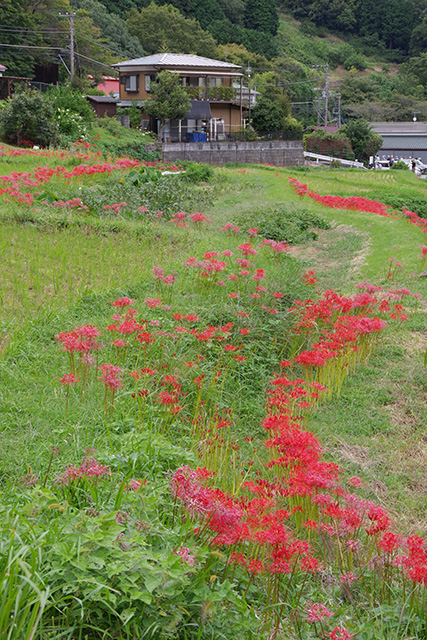 画像：日向薬師周辺の群生地の様子2