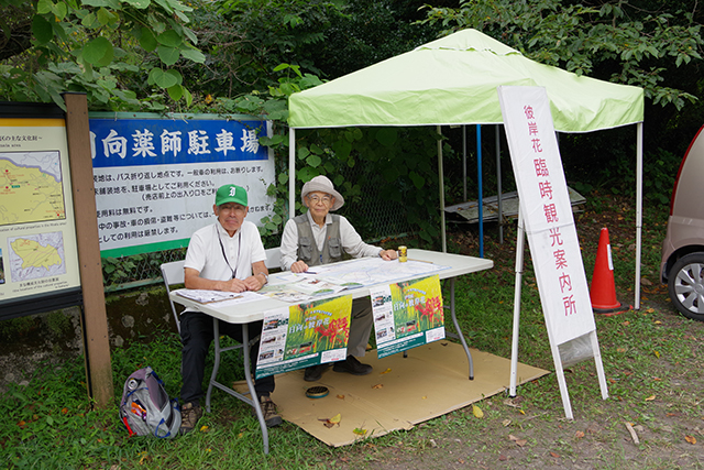 画像：日向薬師周辺の群生地の様子3