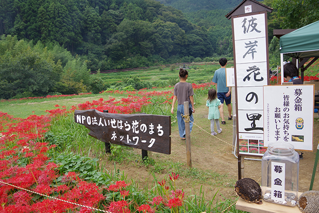 画像：日向薬師周辺の群生地の様子5