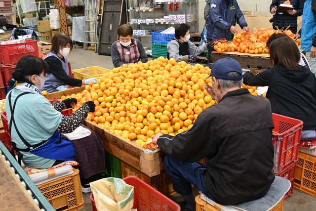 画像：選果場の様子2