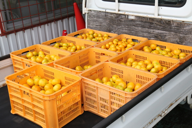 画像：搬入されたミカン