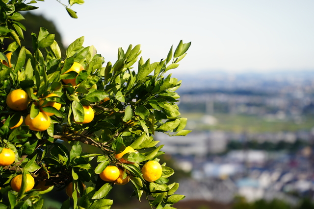ミカンの木とまちの様子