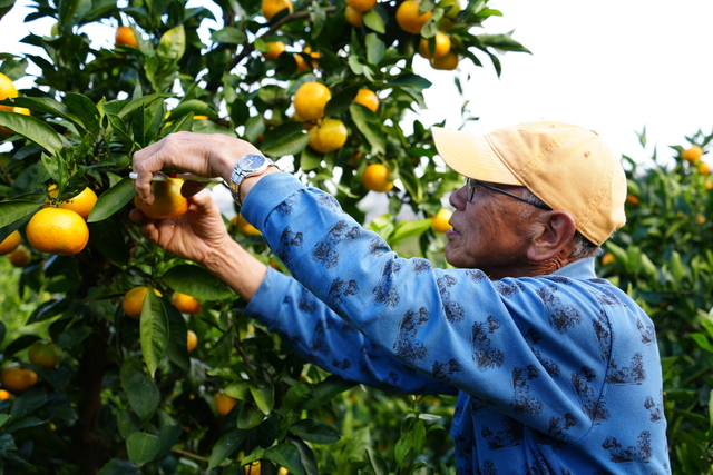 画像：園主がミカンを収穫する様子