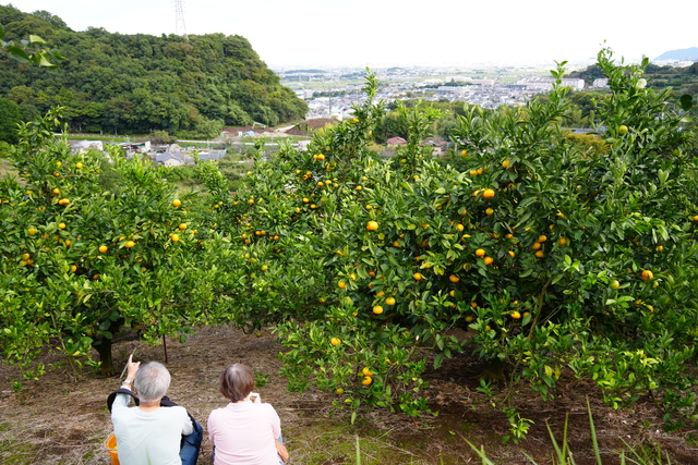 画像：風景を楽しみながらミカンを食べる来園者
