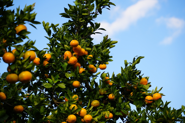 画像：青空に映えるミカンのオレンジ