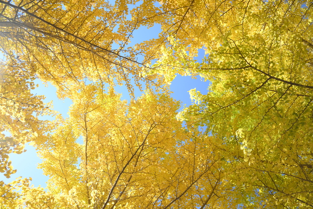 イチョウの様子2