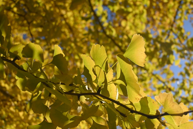 イチョウの様子3