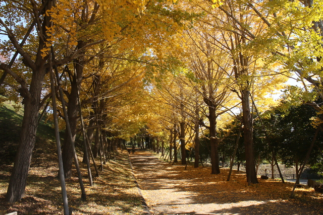 イチョウの様子5