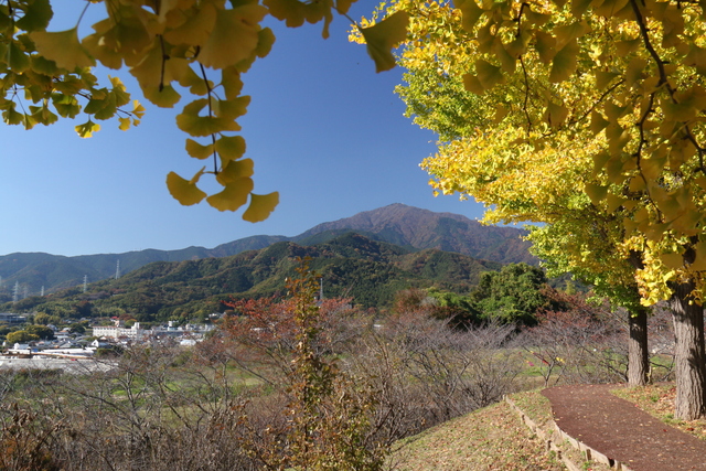 イチョウの様子6