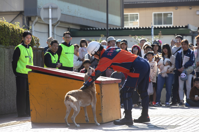 動物フェスティバル6