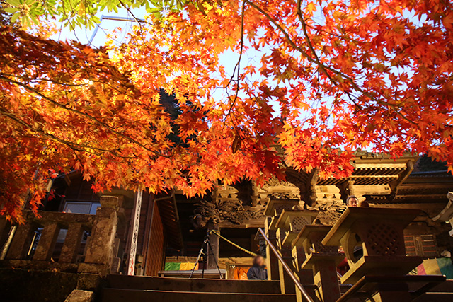 画像：大山寺の紅葉