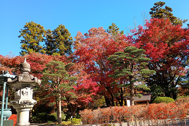 画像：能満寺の紅葉の様子