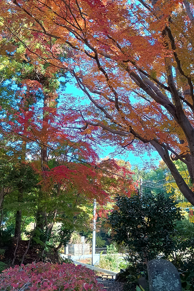 画像：能満寺の紅葉の様子