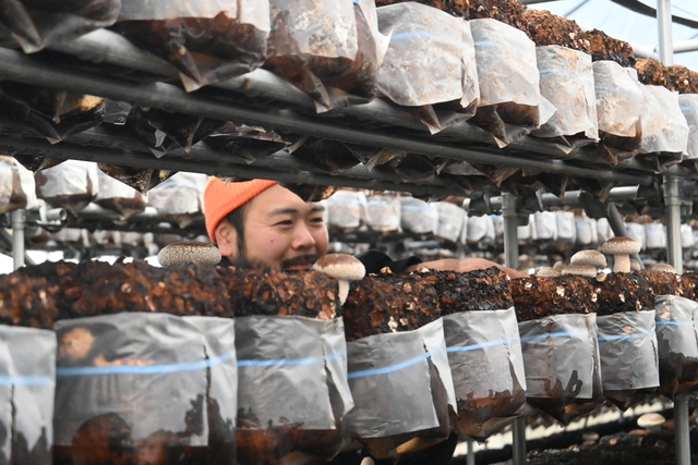 シイタケ農園の様子2