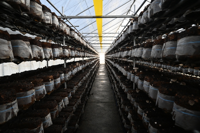 シイタケ農園の様子3