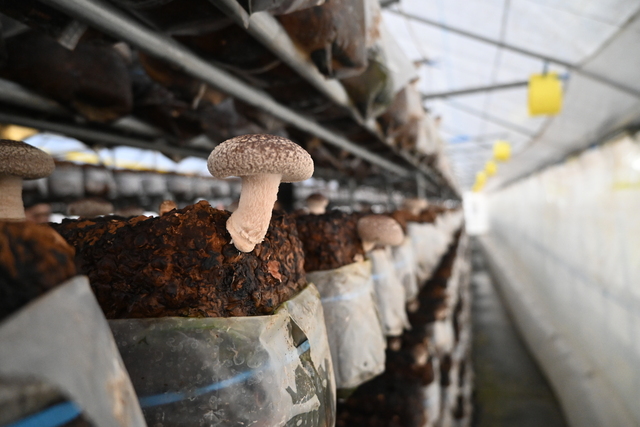 シイタケ農園の様子4