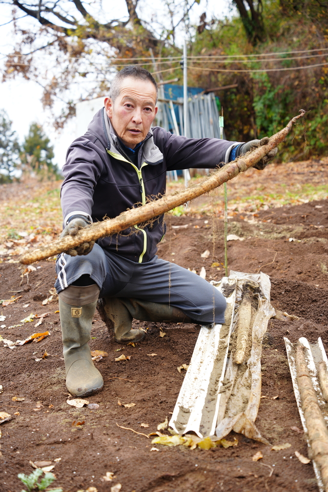 掘り出された自然薯