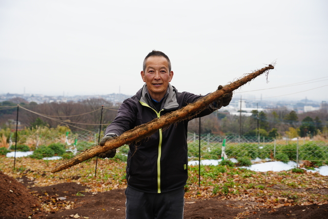 掘り出された自然薯