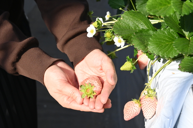 いちご3